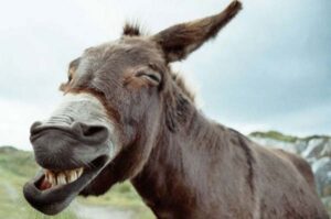 Non fare il MULO. Prepara la tua Associazione per la nuova Stagione!