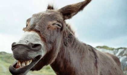 Non fare il MULO. Prepara la tua Associazione per la nuova Stagione!