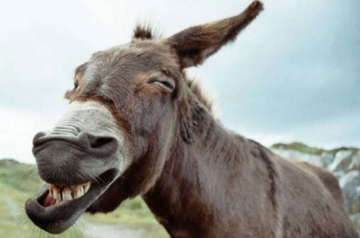 Non fare il MULO. Prepara la tua Associazione per la nuova Stagione!