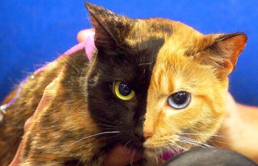 Dall’America arriva l’ impresa che è anche un po’ associazione: utopia o realtà percorribile?