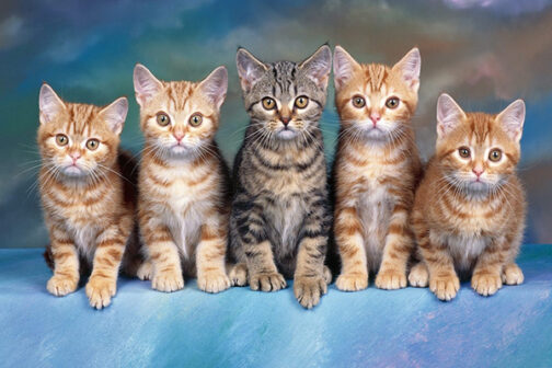 Avete pagato SCF? Benissimo, altre 9 imprese possono chiedervi altrettanto.